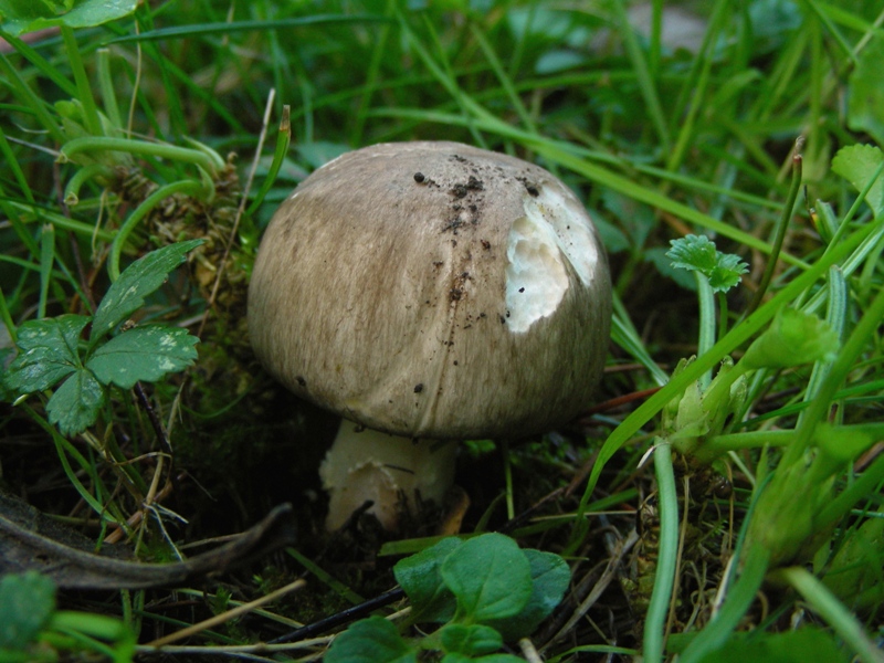 Giro nelle aiuole di medicina seconda parte